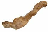 Excellent Struthiomimus Femur With Metal Stand - Montana #113408-1